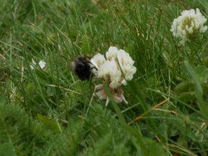 Bee in clover