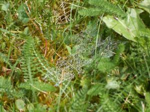 Web in grass