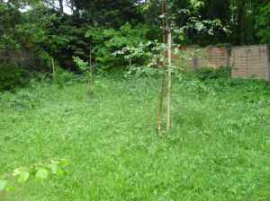 The wild end of the garden