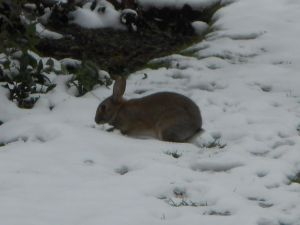 Rabbit in snow