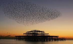 Starlings